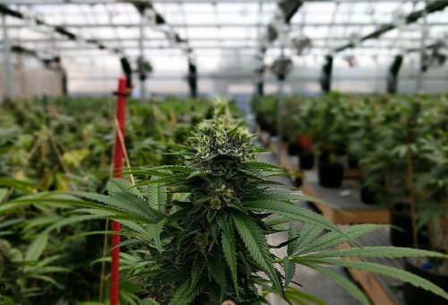 Aphria under scrutiny as accusations fly 1