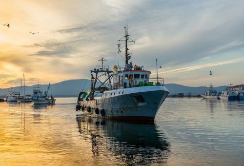 Oceana Canada has found that Canadian fisheries are being depleted, despite government commitments to protect them