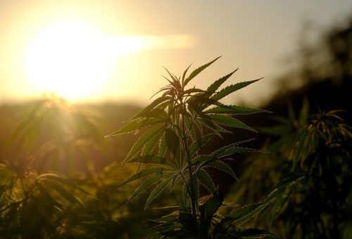 A new dawn for Cannabis after the US election