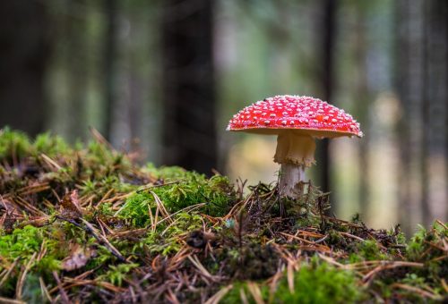 Canada positioned to be a leader in the emerging medical psychedelics market